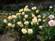 roses-1413554253z7A